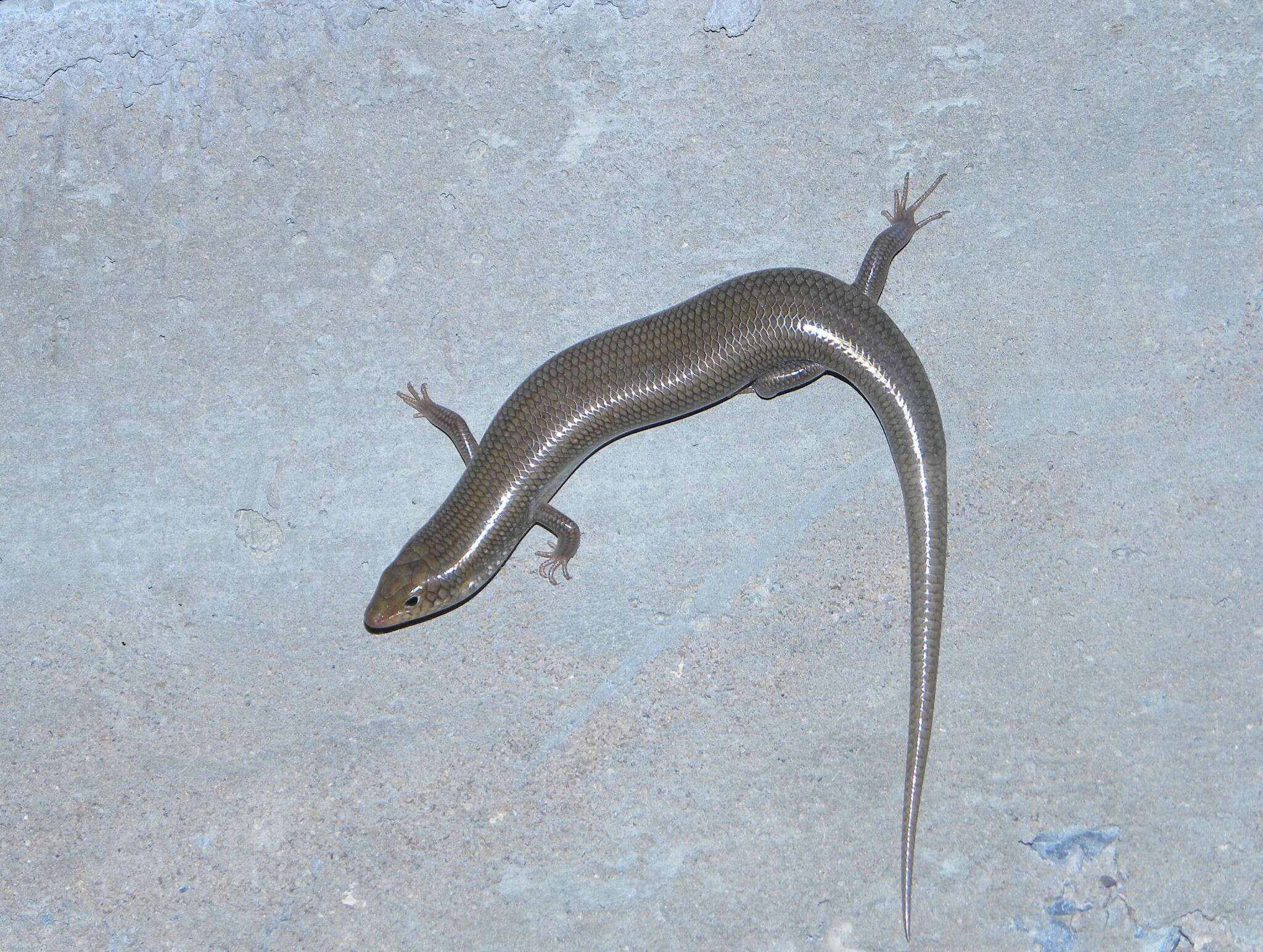 Image of Many-scaled Cylindrical Skink