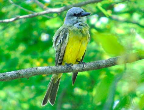 Image of Tropical Kingbird