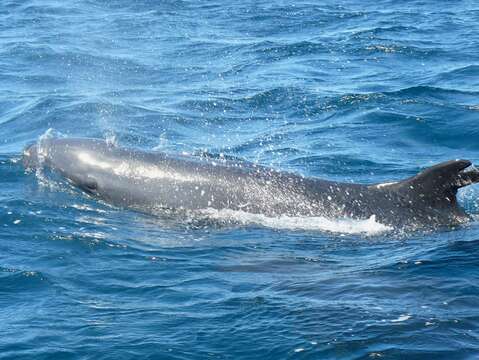 Image of false killer whale