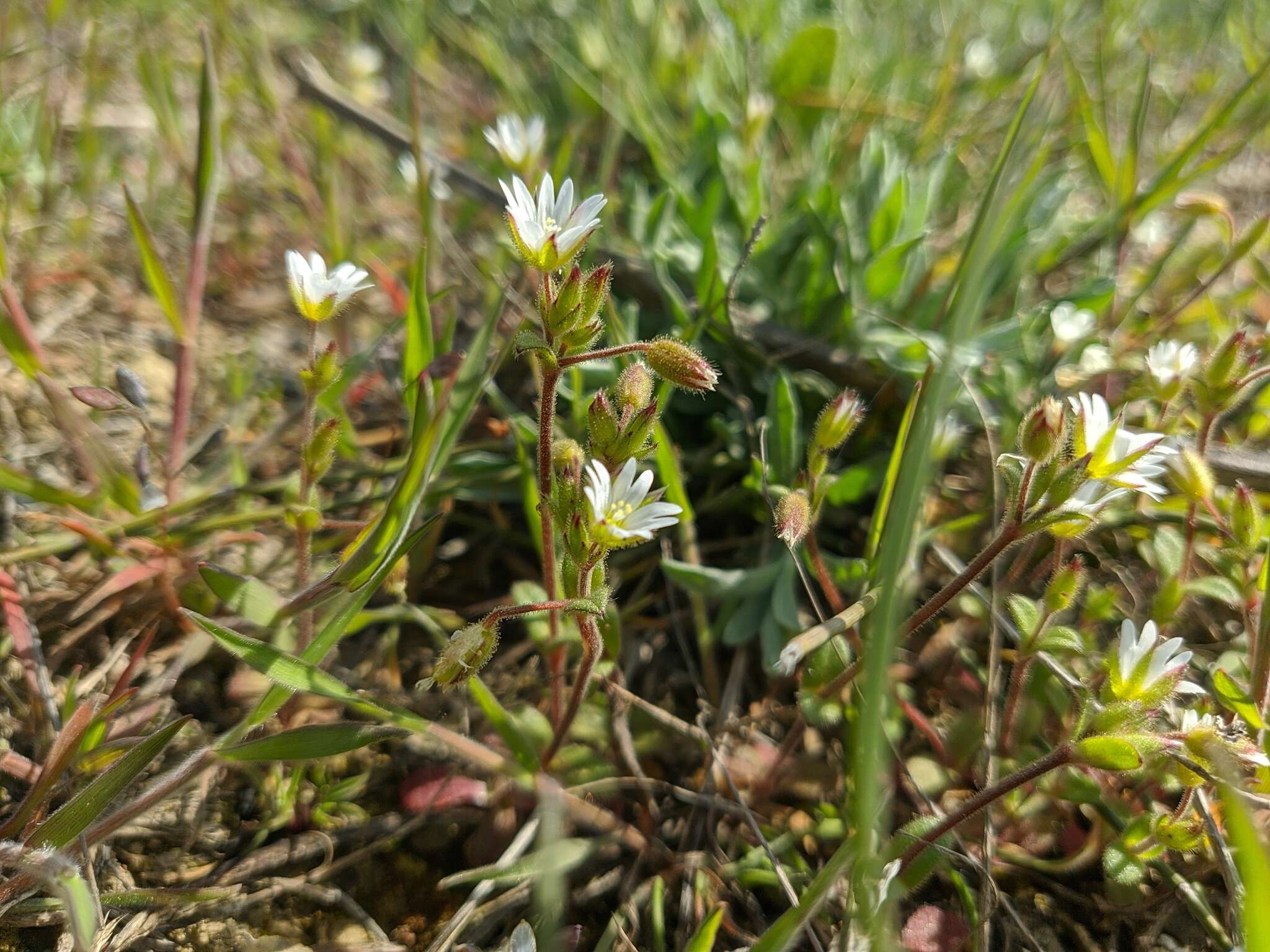 Image of Cerastium glutinosum Fries