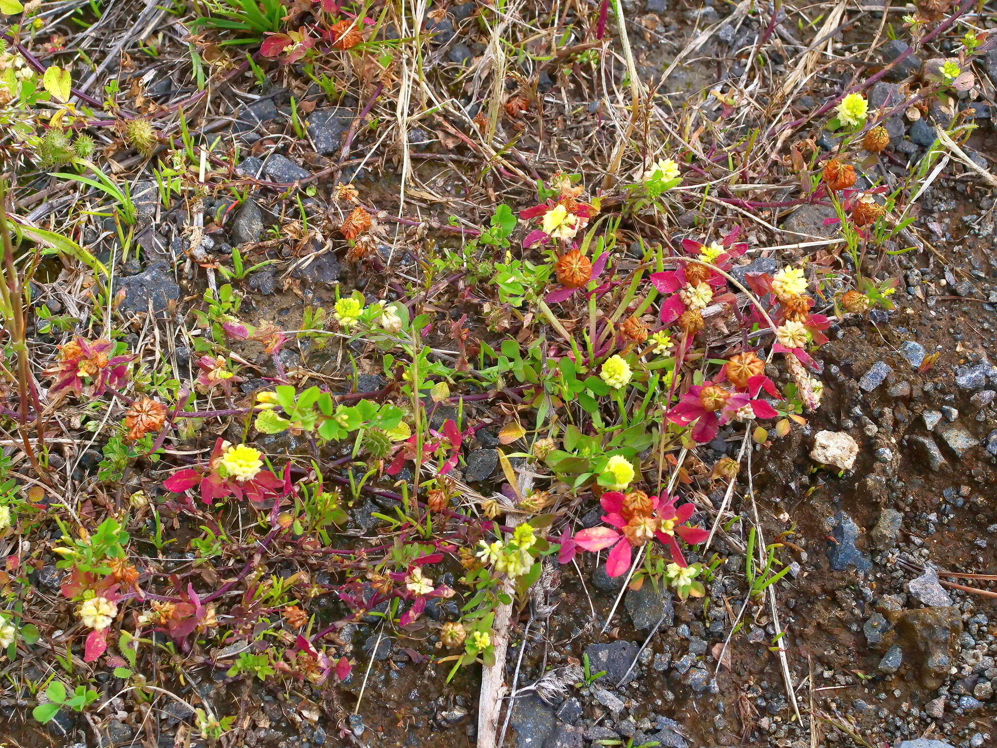 صورة Trifolium campestre var. campestre