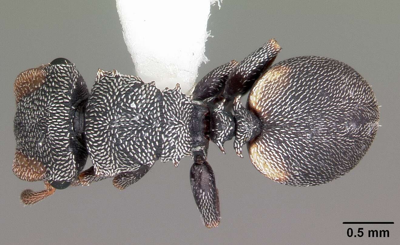 Cephalotes texanus (Santschi 1915) resmi