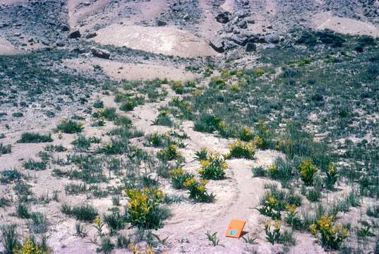 Image of desert yellowhead