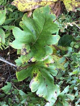 Image of kidneyleaf rosinweed