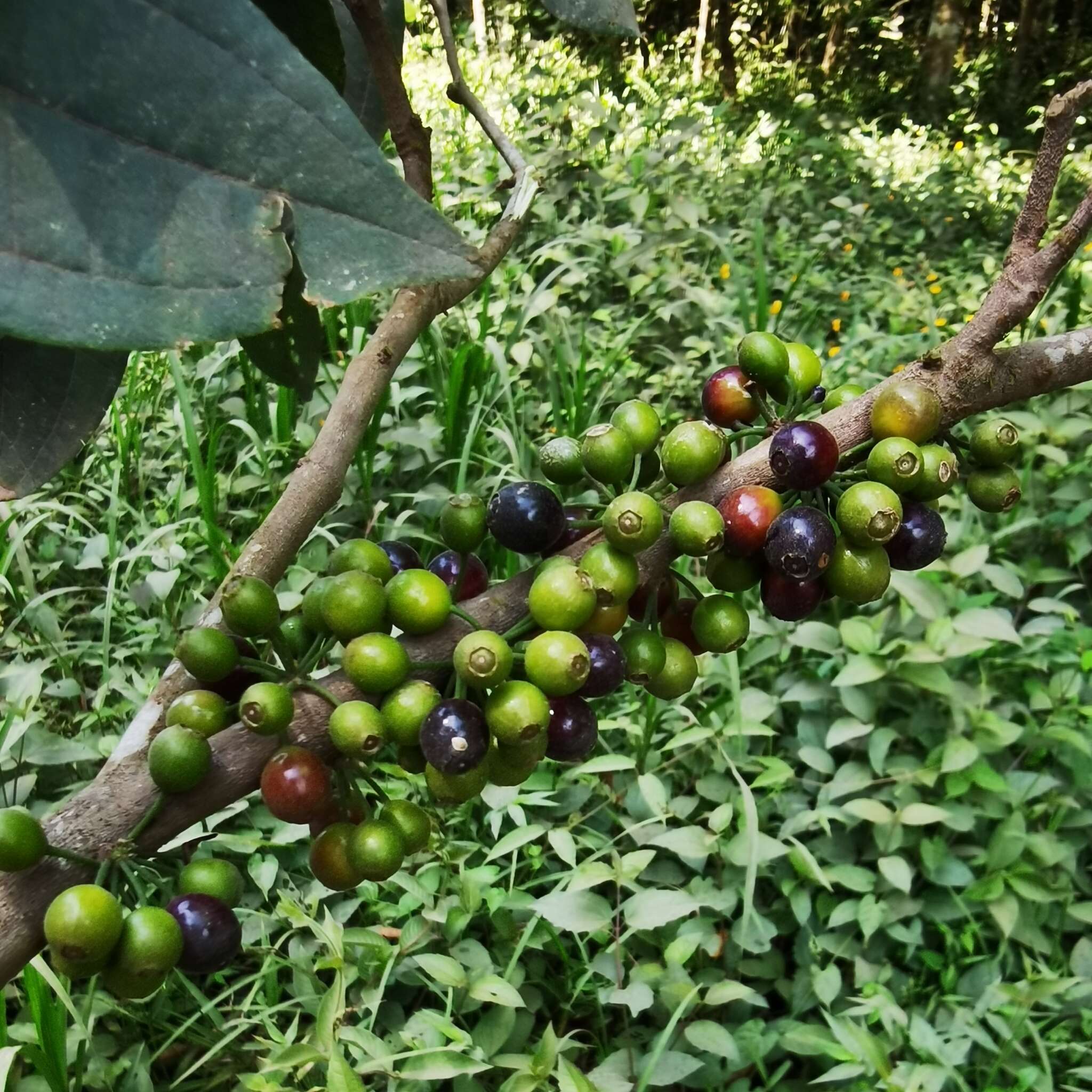 Image de Henriettea fascicularis (Sw.) Gómez Maza