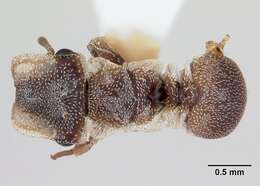 Cephalotes persimilis De Andrade 1999 resmi