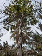 Image of Fishtail Palm