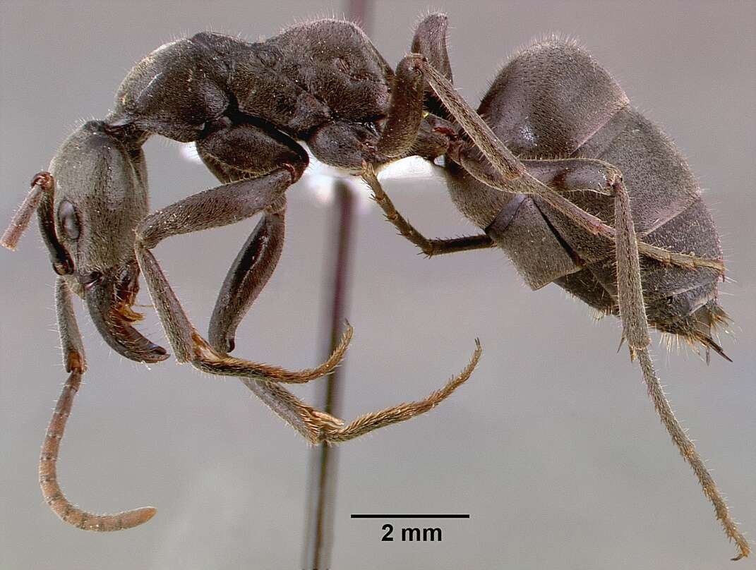 Image of Matabele ant