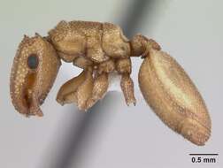 Cephalotes grandinosus (Smith 1860) resmi