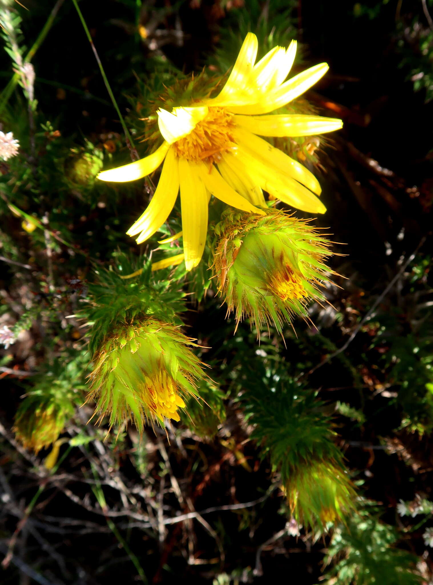 Image of Cullumia carlinoides DC.