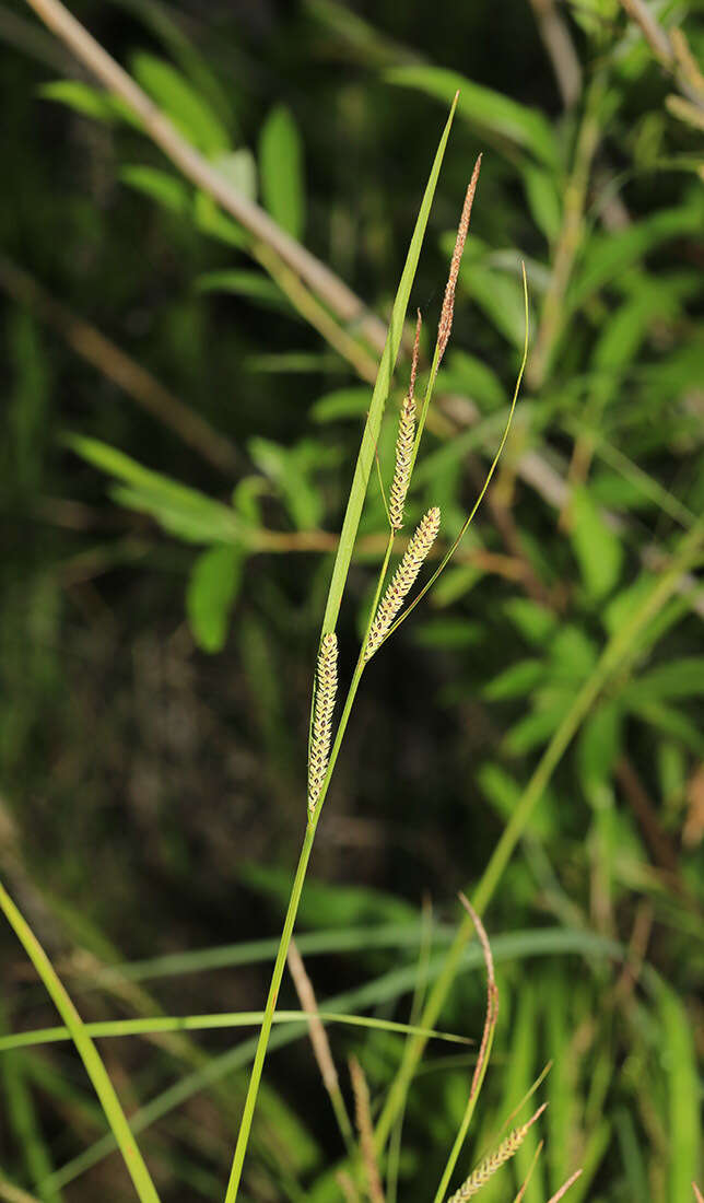 Carex appendiculata (Trautv. & C. A. Mey.) Kük. resmi