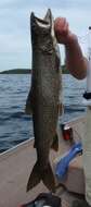 Image of lake trout