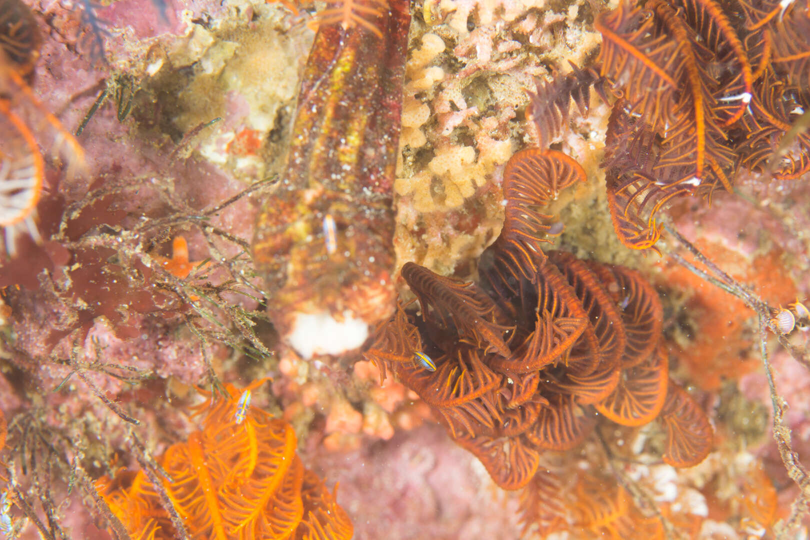 Image of angular ascidian