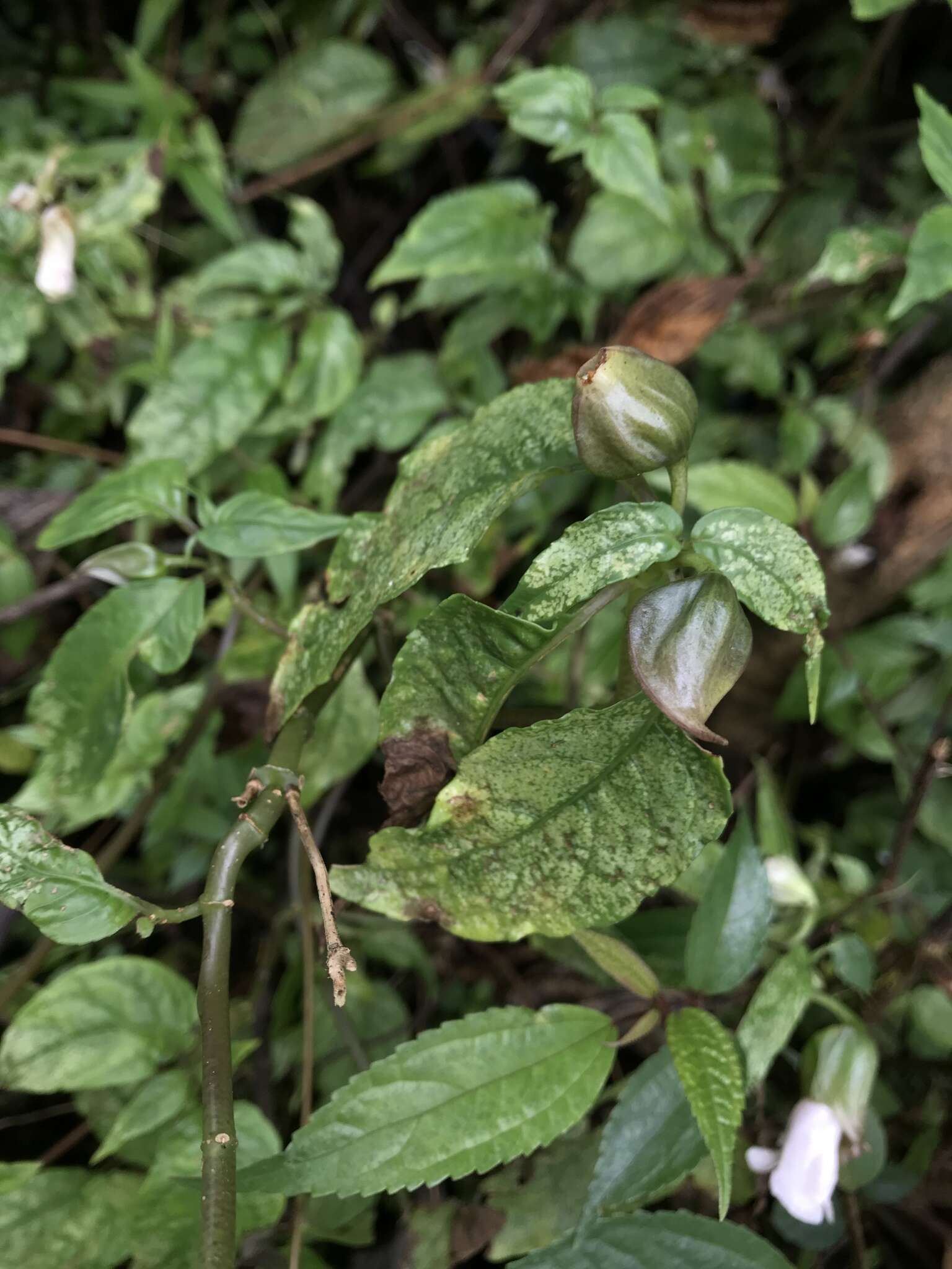 Imagem de Hemiboea bicornuta (Hayata) Ohwi