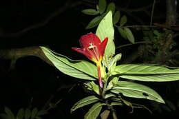 Image de Columnea nicaraguensis Oerst.