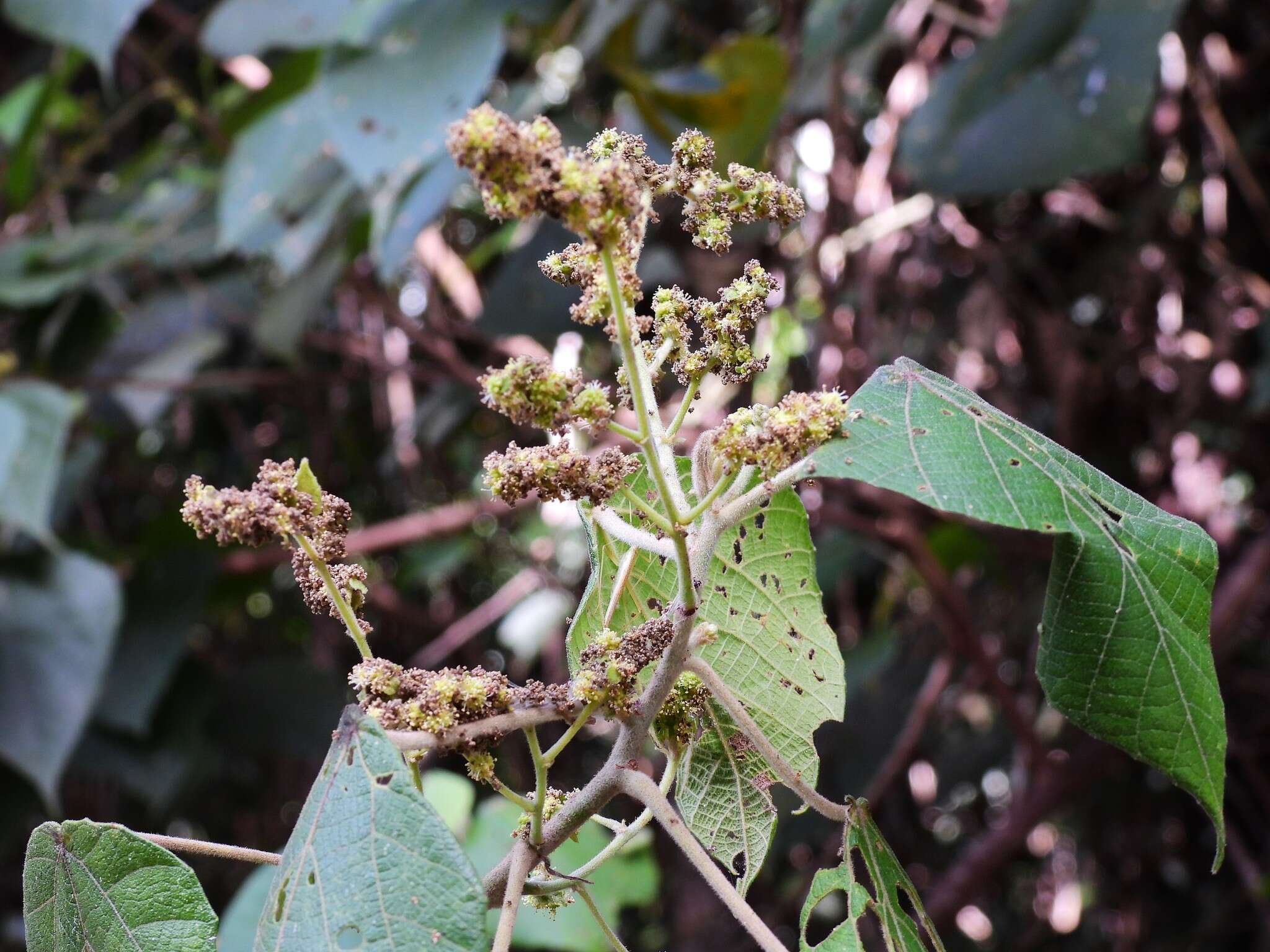 Image de Macaranga involucrata var. mallotoides (F. Muell.) L. M. Perry