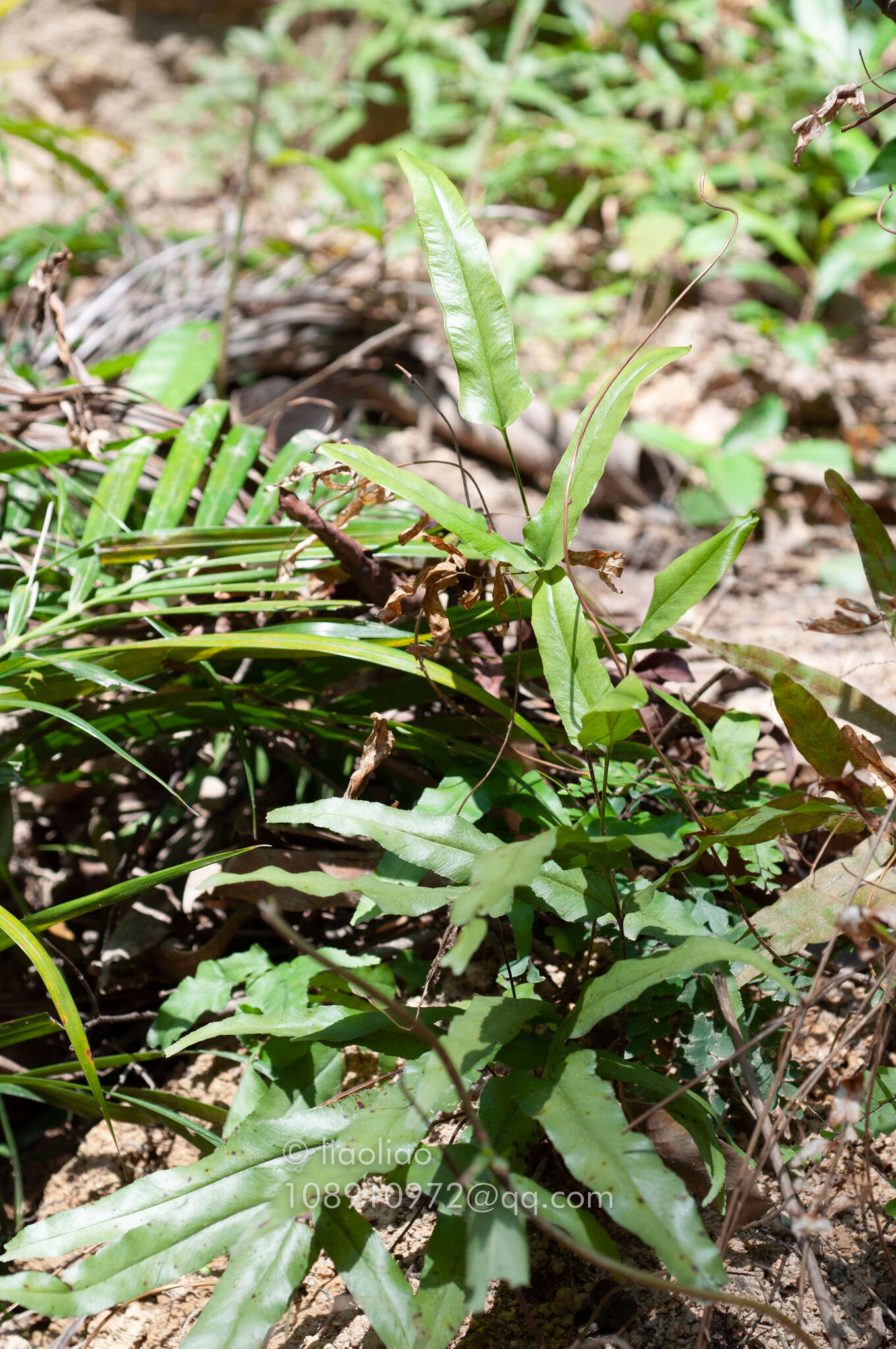 Image of Graceful Necklace Fern