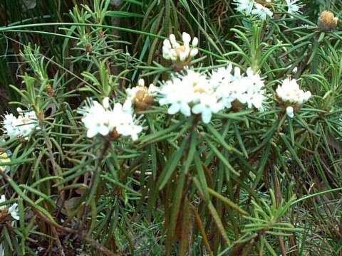 Imagem de Rhododendron tomentosum (Stokes) Harmaja