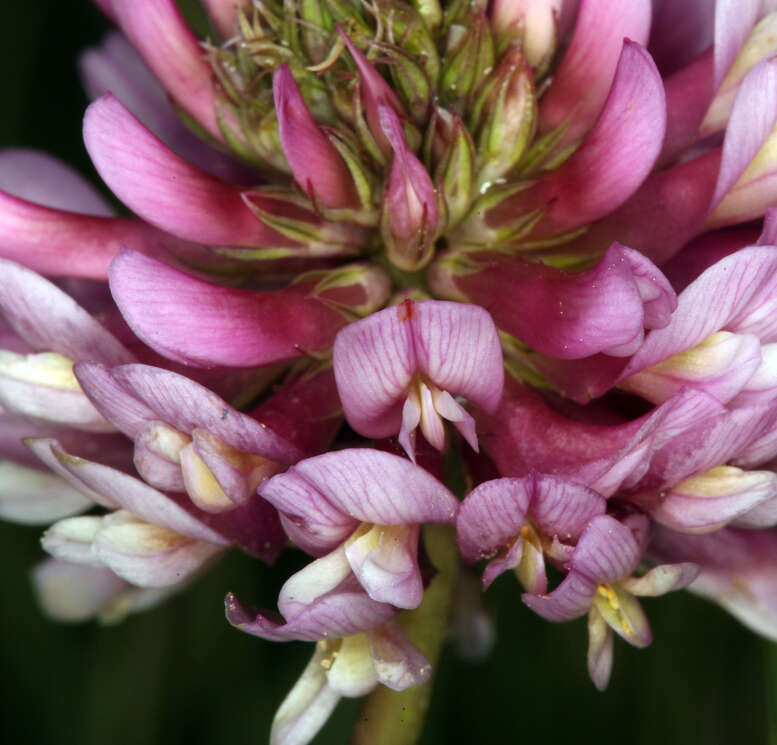 Image de Trifolium beckwithii S. Watson