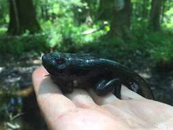 Sivun Lithobates heckscheri (Wright 1924) kuva