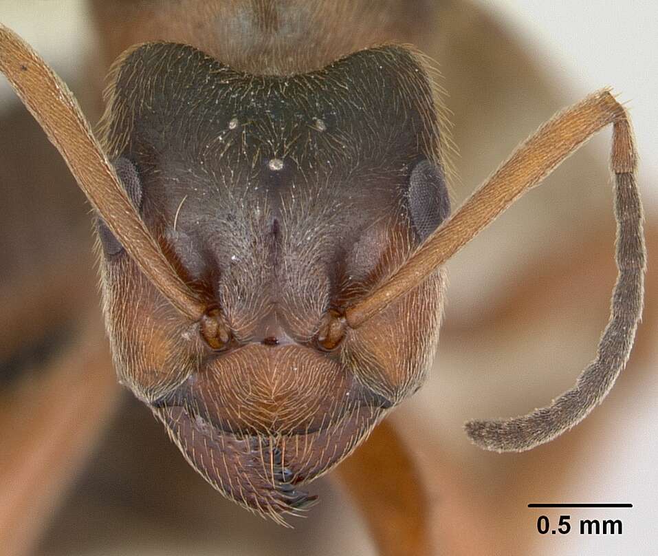 Image of Narrow headed ant