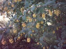 Image of American barberry