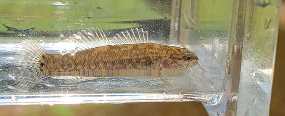 Image of Spottail darter