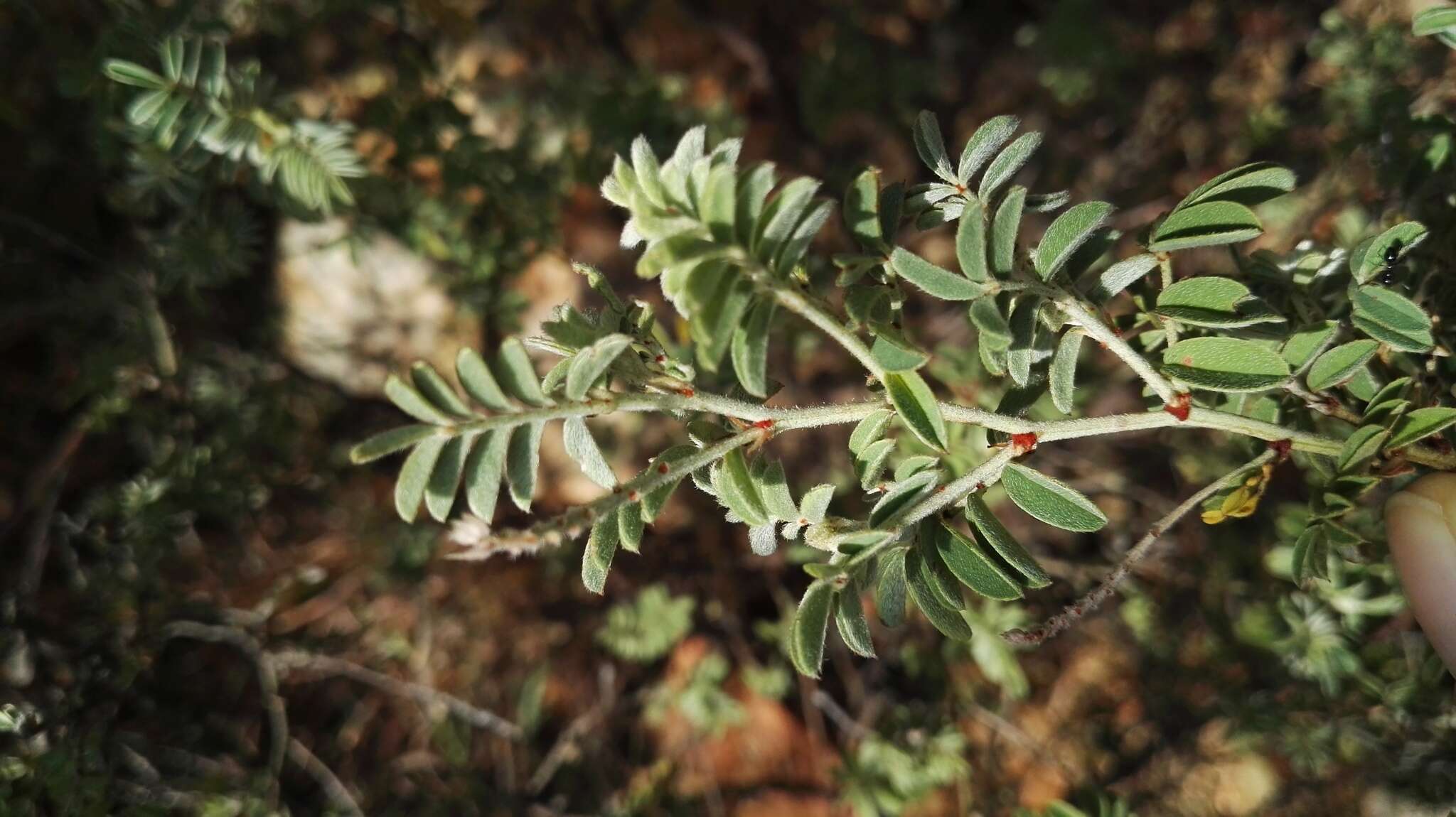 Indigofera melanadenia Harv.的圖片