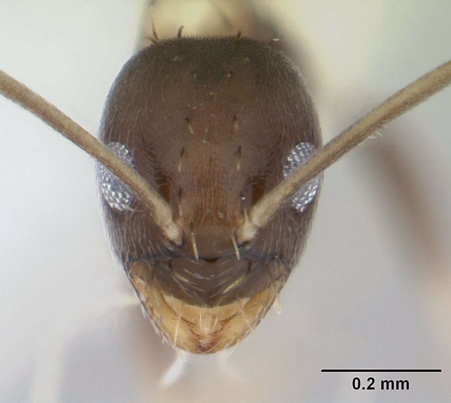 Image of Ant