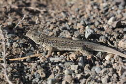 Image of Strauch's Racerunner