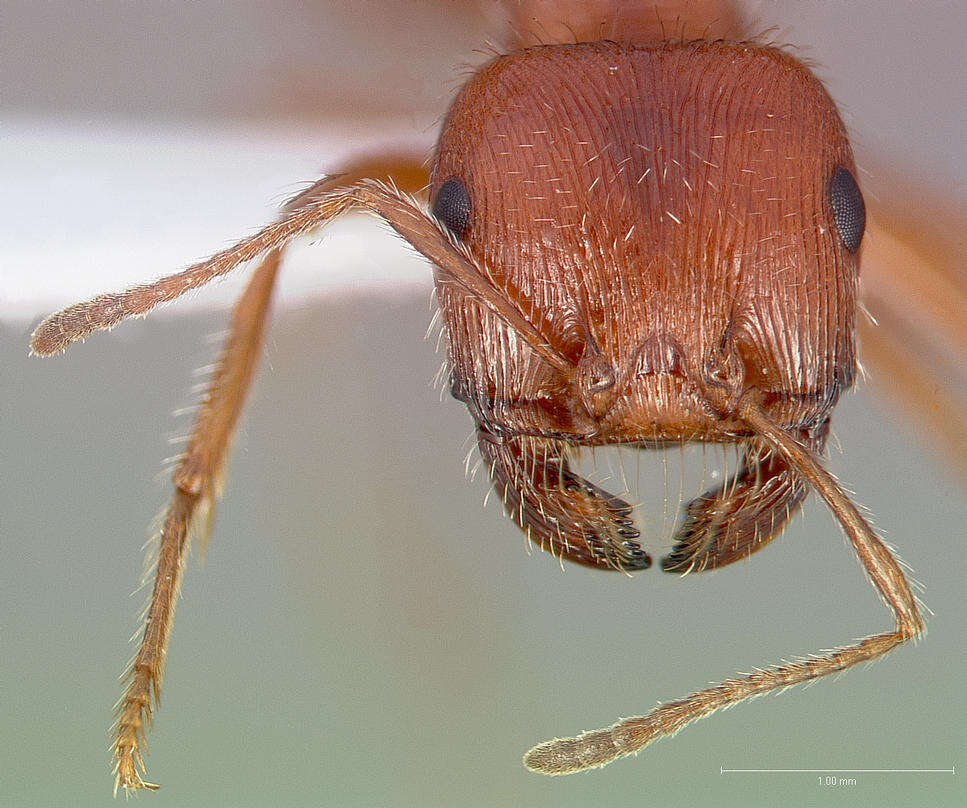 Image of California Harvester Ant