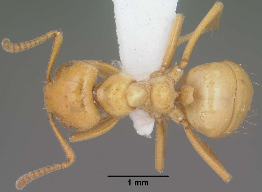 Image de Lasius arizonicus