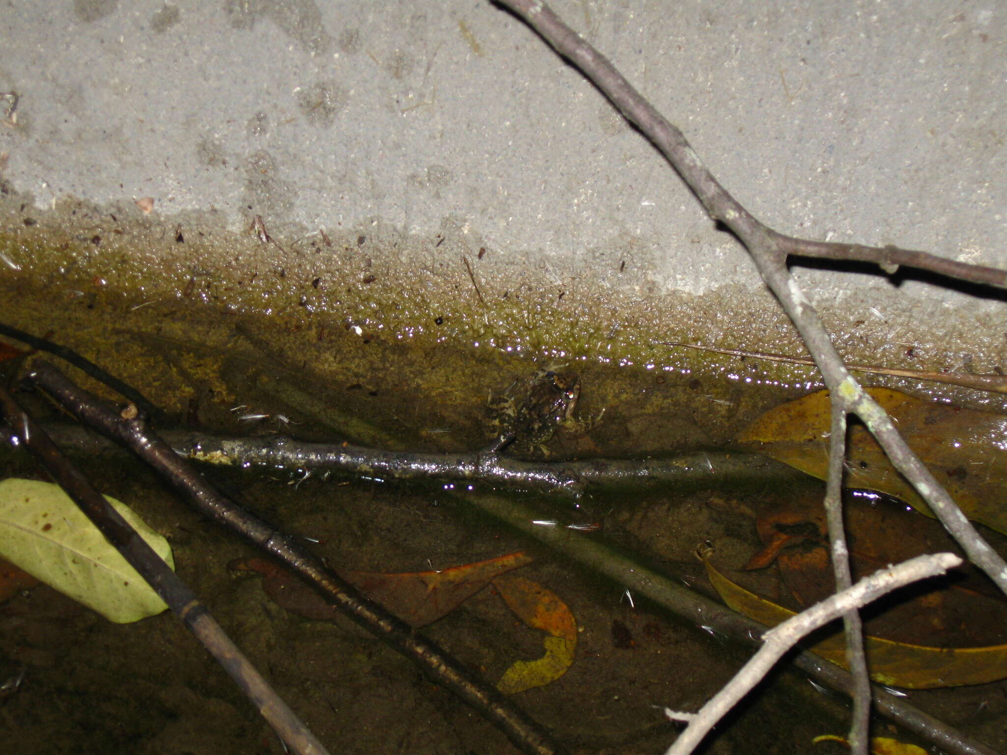 Limnonectes taylori Matsui, Panha, Khonsue & Kuraishi 2010的圖片