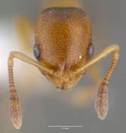 Image of Ant