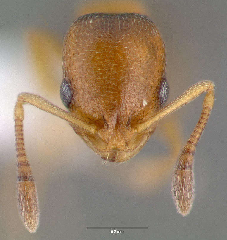 Image of Ant