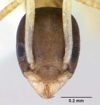 Image of Ant