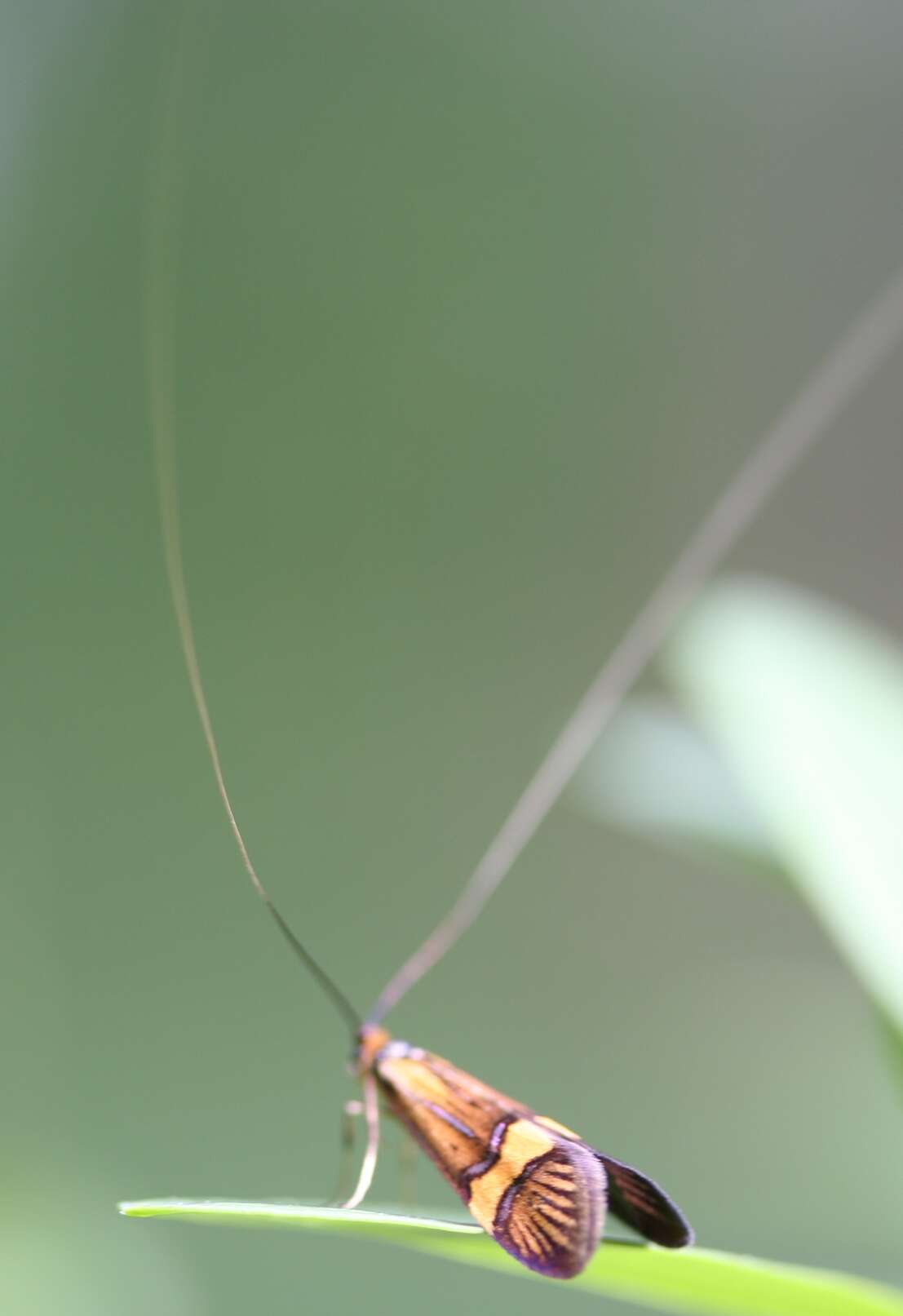 Imagem de Nemophora degeerella Linnaeus 1758