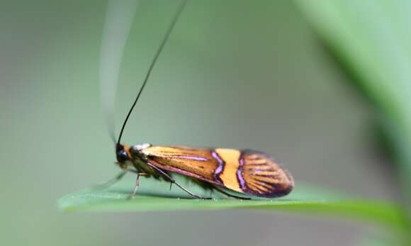 Imagem de Nemophora degeerella Linnaeus 1758