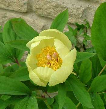 صورة Paeonia daurica Andrews