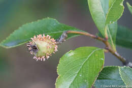 صورة Gymnosporangium clavipes Cooke & Peck 1873