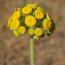 Image of Pseudohandelia umbellifera (Boiss.) Tzvel.