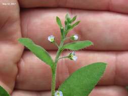 Image of Trigonotis peduncularis (Trevisan) Benth. ex Baker & S. Moore