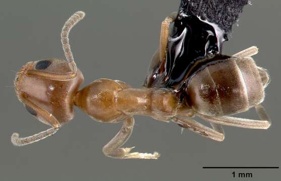 Image of Argentine Ant