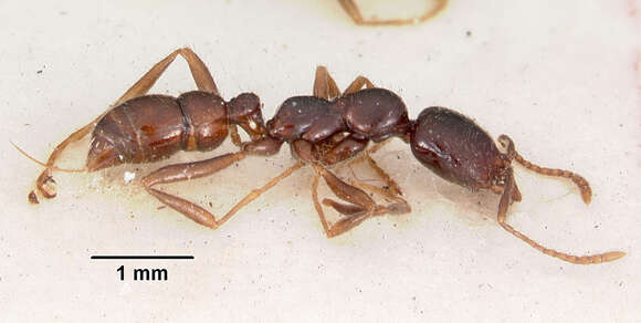 Image of Onychomyrmex hedleyi Emery 1895