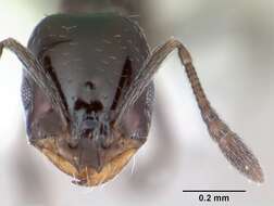 Image of Little Black Ant