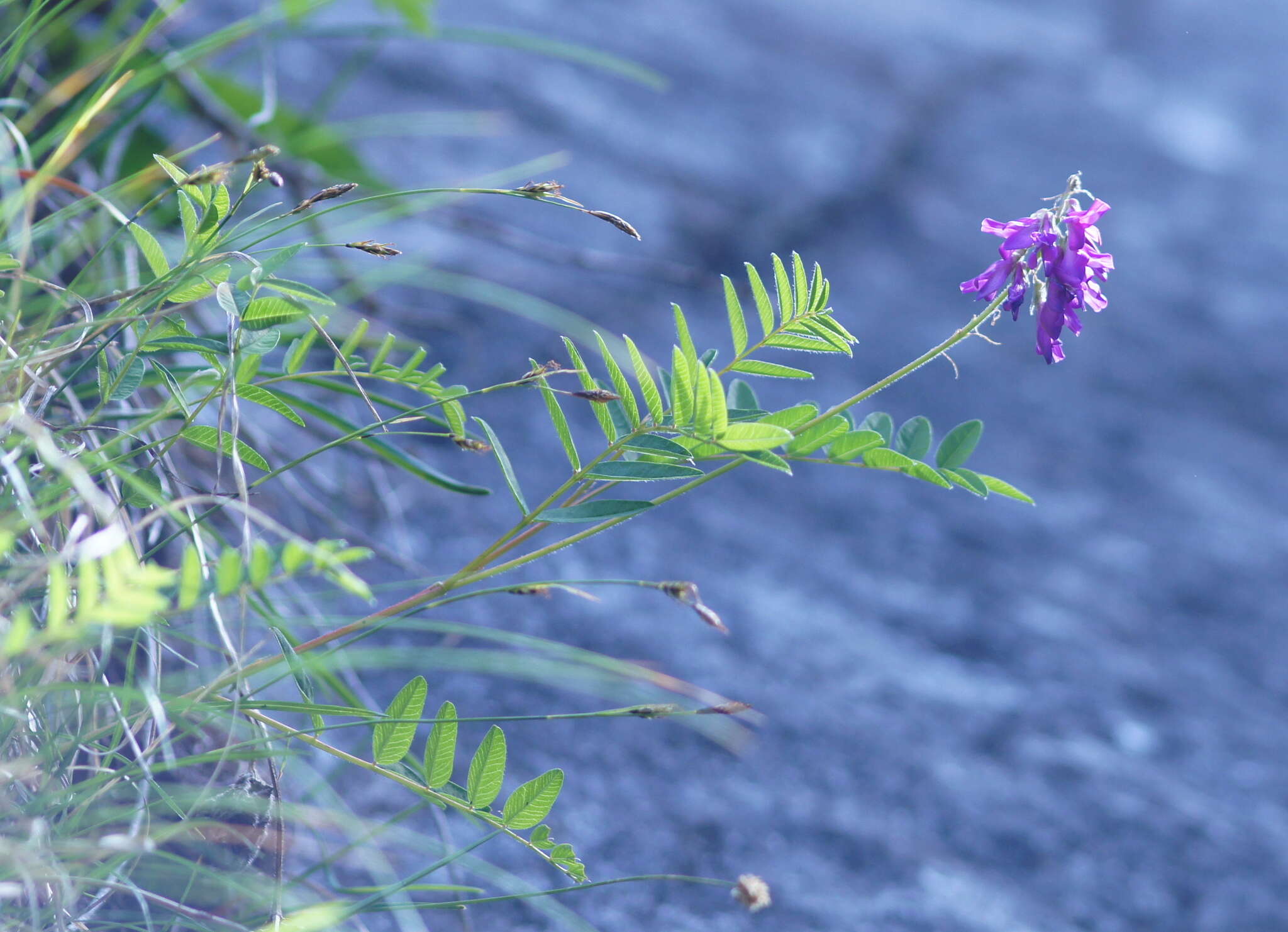 Image of Astragalus norvegicus Grauer