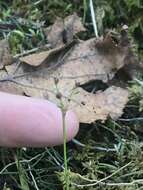 Image of Rufous Wood-Rush