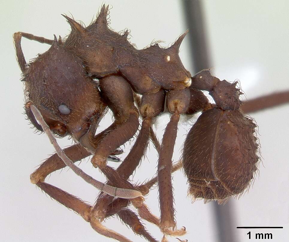 Image de Acromyrmex niger (Smith 1858)