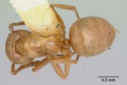 Image de Lasius pubescens