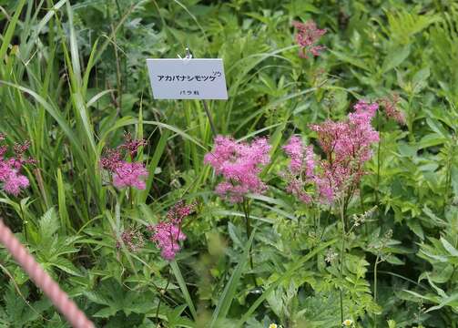 Image of Filipendula multijuga var. ciliata Koidz.